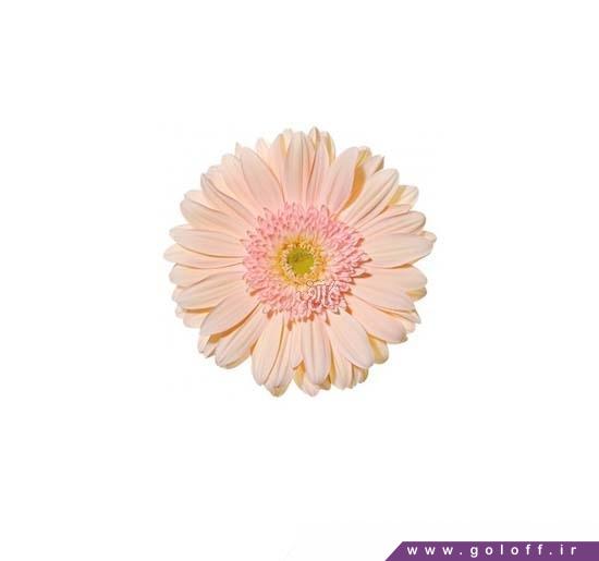 گالری گل - گل ژربرا سُپ - Gerbera | گل آف